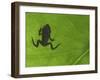 Common Frog Juvenile, Viewed Through Leaf, Belgium-Philippe Clement-Framed Photographic Print