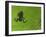 Common Frog Juvenile, Viewed Through Leaf, Belgium-Philippe Clement-Framed Photographic Print