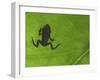 Common Frog Juvenile, Viewed Through Leaf, Belgium-Philippe Clement-Framed Photographic Print