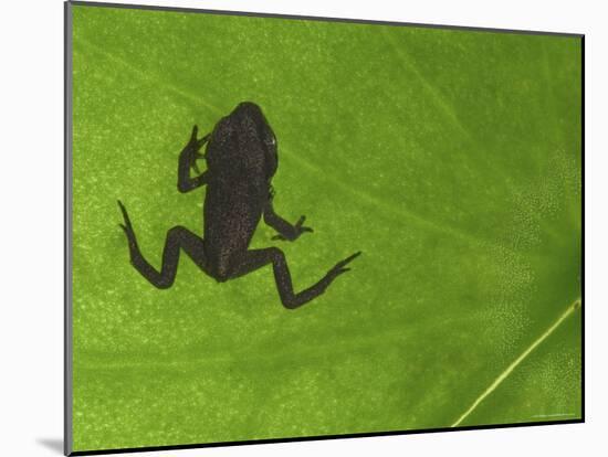 Common Frog Juvenile, Viewed Through Leaf, Belgium-Philippe Clement-Mounted Photographic Print