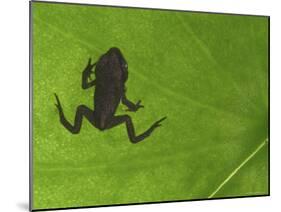 Common Frog Juvenile, Viewed Through Leaf, Belgium-Philippe Clement-Mounted Photographic Print