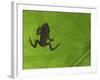 Common Frog Juvenile, Viewed Through Leaf, Belgium-Philippe Clement-Framed Photographic Print