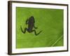 Common Frog Juvenile, Viewed Through Leaf, Belgium-Philippe Clement-Framed Photographic Print