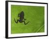 Common Frog Juvenile, Viewed Through Leaf, Belgium-Philippe Clement-Framed Photographic Print