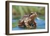 Common Frog on Lily Pad in Pond-null-Framed Photographic Print