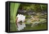 Common Frog on Lily Pad with Reflection-null-Framed Stretched Canvas