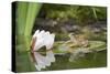 Common Frog on Lily Pad with Reflection-null-Stretched Canvas