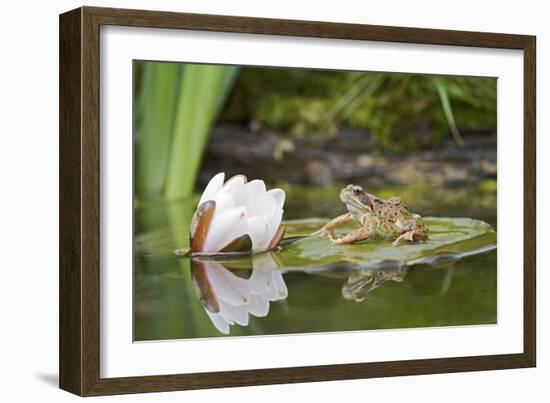 Common Frog on Lily Pad with Reflection-null-Framed Photographic Print