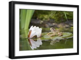 Common Frog on Lily Pad with Reflection-null-Framed Photographic Print