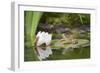 Common Frog on Lily Pad with Reflection-null-Framed Photographic Print