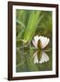 Common Frog on Lily Pad with Reflection-null-Framed Photographic Print