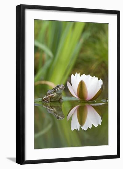 Common Frog on Lily Pad with Reflection-null-Framed Photographic Print