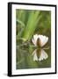 Common Frog on Lily Pad with Reflection-null-Framed Photographic Print