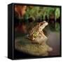 Common Frog on Rock-null-Framed Stretched Canvas