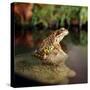 Common Frog on Rock-null-Stretched Canvas