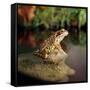 Common Frog on Rock-null-Framed Stretched Canvas