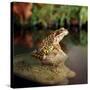 Common Frog on Rock-null-Stretched Canvas