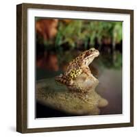 Common Frog on Rock-null-Framed Photographic Print