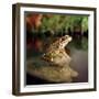 Common Frog on Rock-null-Framed Photographic Print