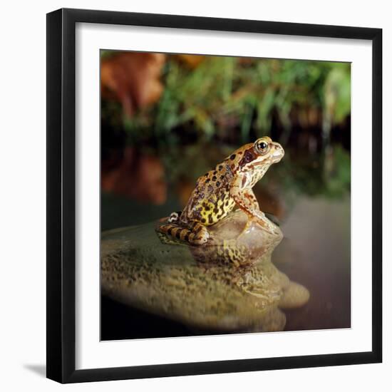 Common Frog on Rock-null-Framed Photographic Print