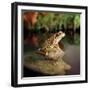 Common Frog on Rock-null-Framed Photographic Print