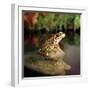 Common Frog on Rock-null-Framed Photographic Print