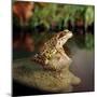 Common Frog on Rock-null-Mounted Photographic Print
