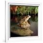 Common Frog on Rock-null-Framed Photographic Print