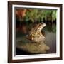 Common Frog on Rock-null-Framed Photographic Print