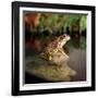 Common Frog on Rock-null-Framed Photographic Print