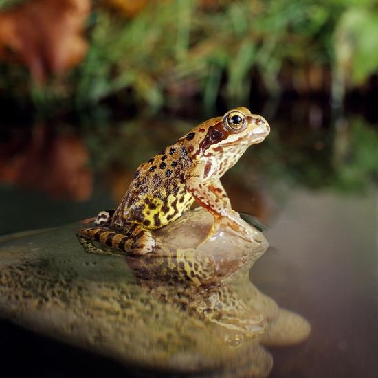 Photographic Print, , large