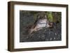 Common frog (Rana temporaria) among mass of frogspawn, Brasschaat, Belgium. March-Bernard Castelein-Framed Photographic Print