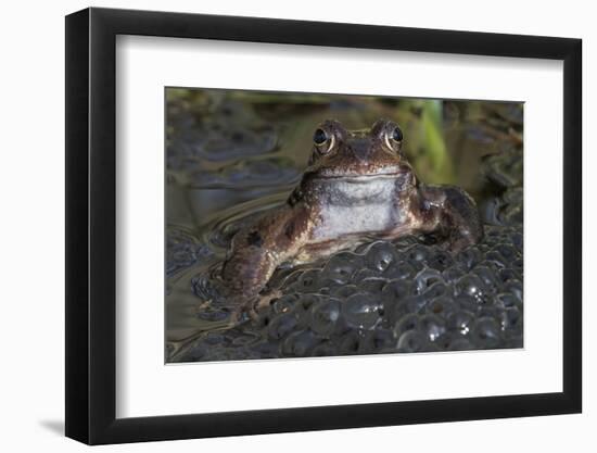 Common frog (Rana temporaria) among mass of frogspawn, Brasschaat, Belgium. March-Bernard Castelein-Framed Photographic Print