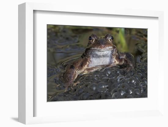 Common frog (Rana temporaria) among mass of frogspawn, Brasschaat, Belgium. March-Bernard Castelein-Framed Photographic Print