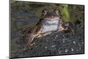 Common frog (Rana temporaria) among mass of frogspawn, Brasschaat, Belgium. March-Bernard Castelein-Mounted Photographic Print