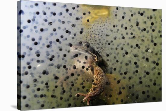 Common Frog (Rana Temporaria) and Frogspawn in a Garden Pond, Surrey, England, UK, March-Linda Pitkin-Stretched Canvas