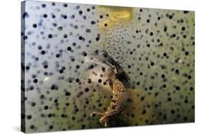 Common Frog (Rana Temporaria) and Frogspawn in a Garden Pond, Surrey, England, UK, March-Linda Pitkin-Stretched Canvas