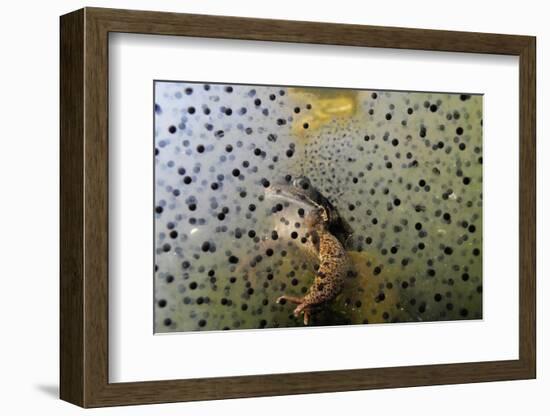 Common Frog (Rana Temporaria) and Frogspawn in a Garden Pond, Surrey, England, UK, March-Linda Pitkin-Framed Photographic Print