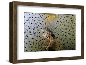 Common Frog (Rana Temporaria) and Frogspawn in a Garden Pond, Surrey, England, UK, March-Linda Pitkin-Framed Photographic Print