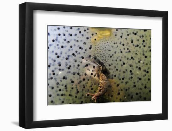 Common Frog (Rana Temporaria) and Frogspawn in a Garden Pond, Surrey, England, UK, March-Linda Pitkin-Framed Photographic Print