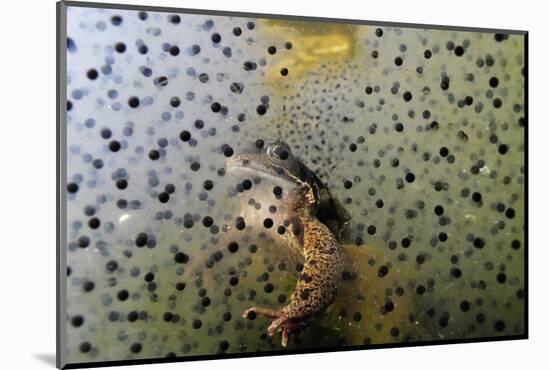 Common Frog (Rana Temporaria) and Frogspawn in a Garden Pond, Surrey, England, UK, March-Linda Pitkin-Mounted Photographic Print