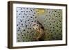 Common Frog (Rana Temporaria) and Frogspawn in a Garden Pond, Surrey, England, UK, March-Linda Pitkin-Framed Photographic Print