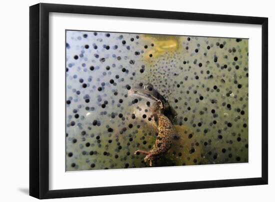 Common Frog (Rana Temporaria) and Frogspawn in a Garden Pond, Surrey, England, UK, March-Linda Pitkin-Framed Photographic Print