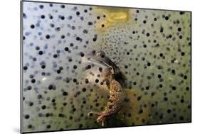 Common Frog (Rana Temporaria) and Frogspawn in a Garden Pond, Surrey, England, UK, March-Linda Pitkin-Mounted Photographic Print