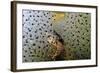 Common Frog (Rana Temporaria) and Frogspawn in a Garden Pond, Surrey, England, UK, March-Linda Pitkin-Framed Photographic Print