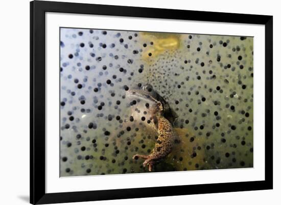 Common Frog (Rana Temporaria) and Frogspawn in a Garden Pond, Surrey, England, UK, March-Linda Pitkin-Framed Photographic Print