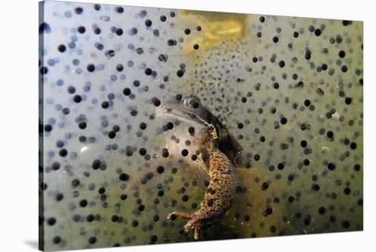 Common Frog (Rana Temporaria) and Frogspawn in a Garden Pond, Surrey, England, UK, March-Linda Pitkin-Stretched Canvas