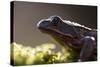 Common Frog {Rana Temporaria}, Backlit Portrait, Cornwall, UK. January 2012-Ross Hoddinott-Stretched Canvas