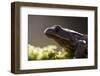 Common Frog {Rana Temporaria}, Backlit Portrait, Cornwall, UK. January 2012-Ross Hoddinott-Framed Photographic Print