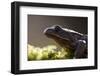 Common Frog {Rana Temporaria}, Backlit Portrait, Cornwall, UK. January 2012-Ross Hoddinott-Framed Photographic Print